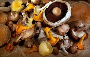 Unveiling the Healing Legacy of Mushrooms: A Journey Through Time