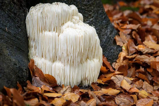 Into the ancient realms of herbal lore Lions Mane (Manericium Erinaceus.)