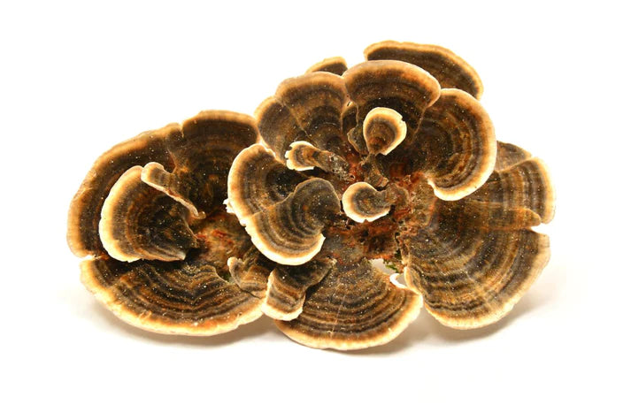 Turkey Tail Mushroom Power 2oz