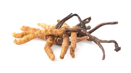 Cordyceps Mushroom Powder 2 oz