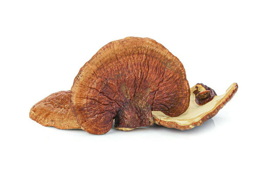 Reishi  Mushroom Powder Super-Size 4oz